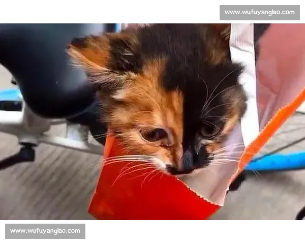 巴舒亚伊痛失爱猫 Kiyo：那个拼尽全力守护的小天使，终究离开了